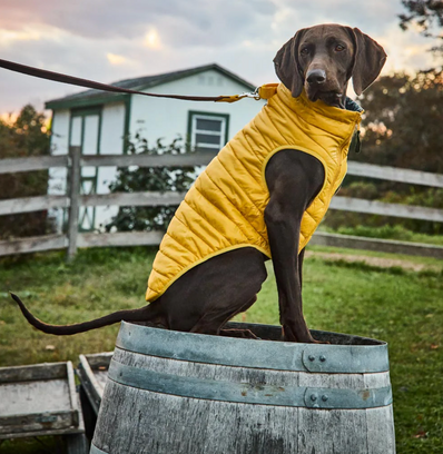 Wagwear