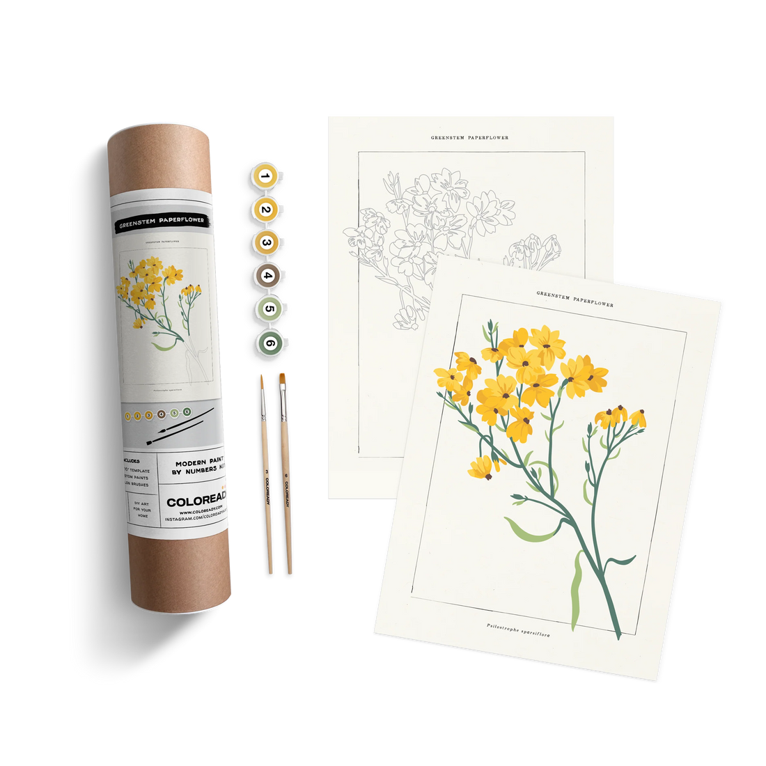GREENSTEM PAPERFLOWER BOTANICAL