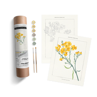 GREENSTEM PAPERFLOWER BOTANICAL