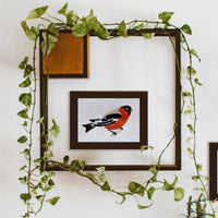 BIRD STUDY : ROBIN KIT
