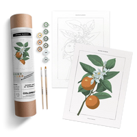 ORANGE BLOSSOM BOTANICAL