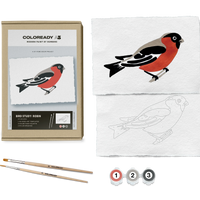 BIRD STUDY : ROBIN KIT