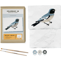 BIRD STUDY : SWALLOW