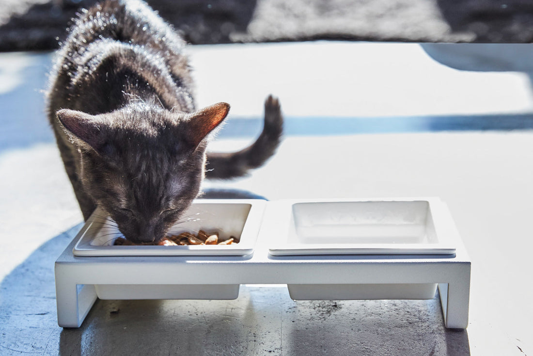 Pet Food Bowl - Steel + Ceramic