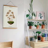 MUSHROOM BOTANICAL KIT