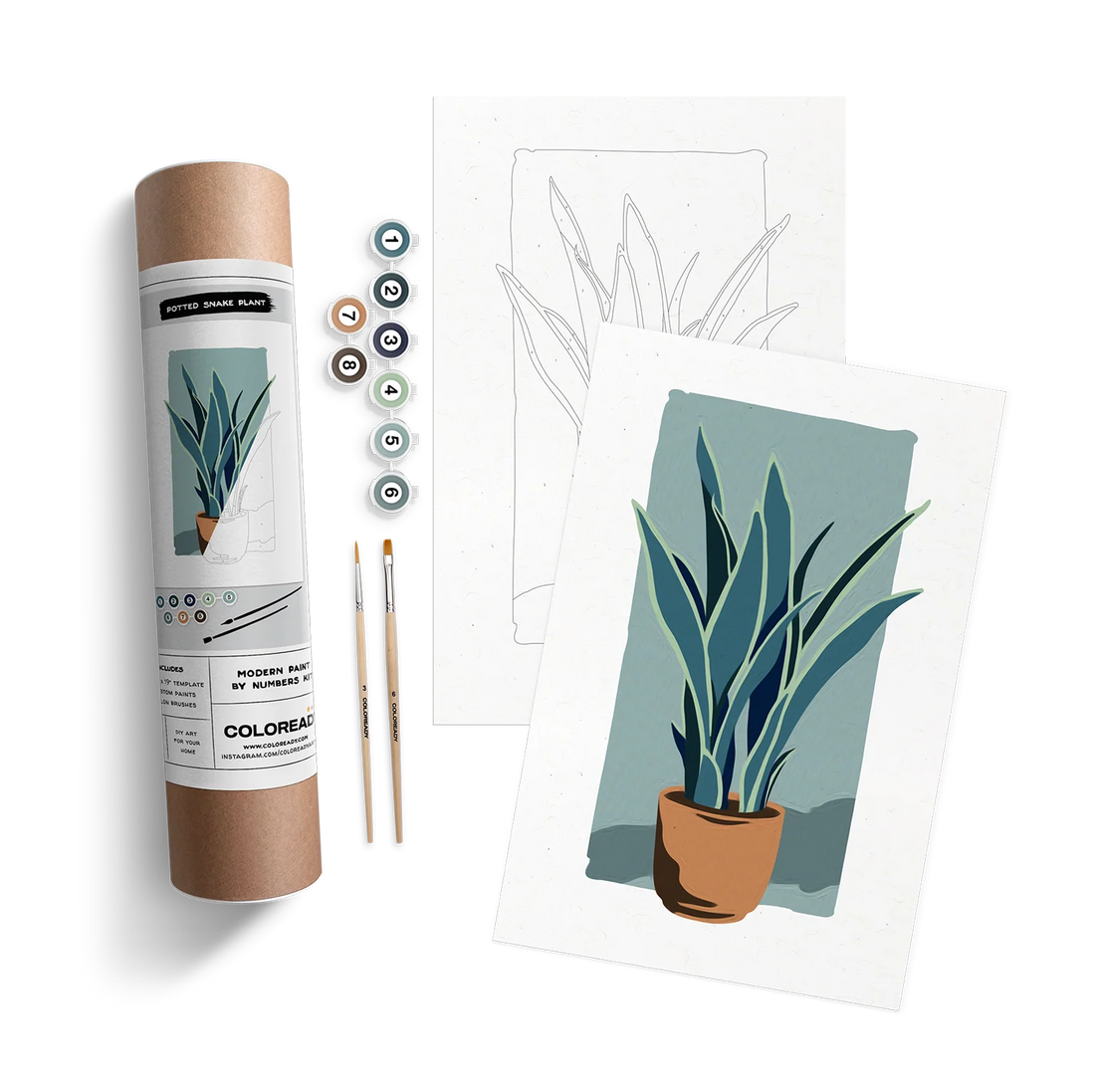 POTTED SNAKE PLANT KIT