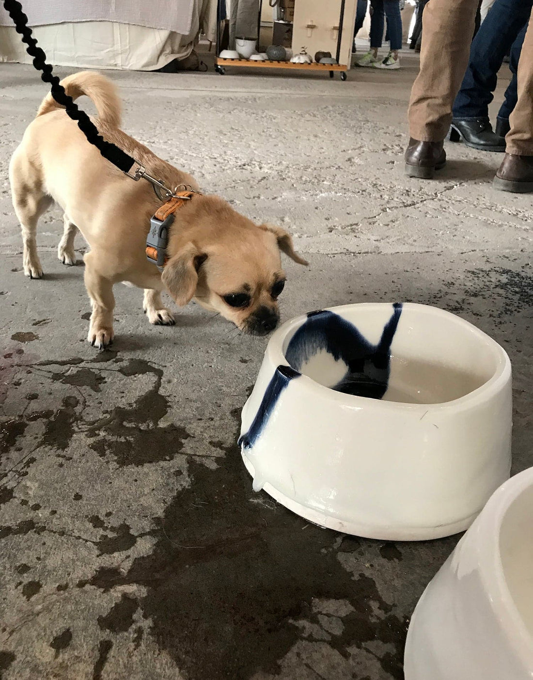 Finn XL Porcelain Dog Bowl