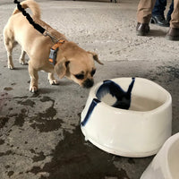 Finn XL Porcelain Dog Bowl