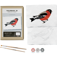 Bird Study - Robin