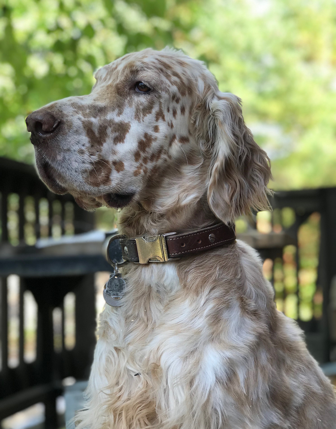 Ruby Leather Dog Collar